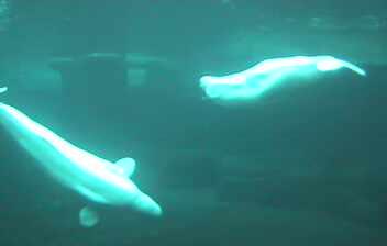 Beluga Cam