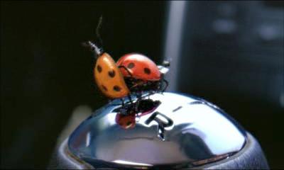 Peugeot Ladybugs